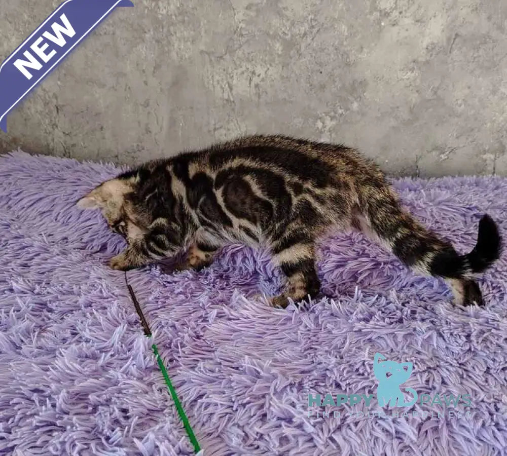 Noy Bengal male black spotted tabby live animals