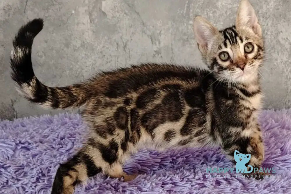 Noy Bengal male black spotted tabby live animals