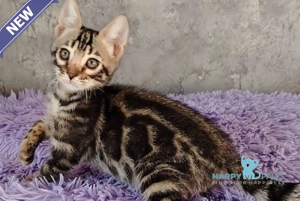 Noy Bengal male black spotted tabby live animals