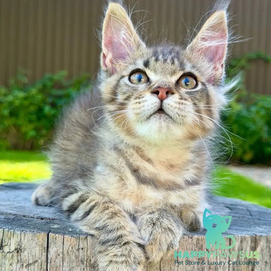 Noy Maine Coon male black spotted tabby - live animals
