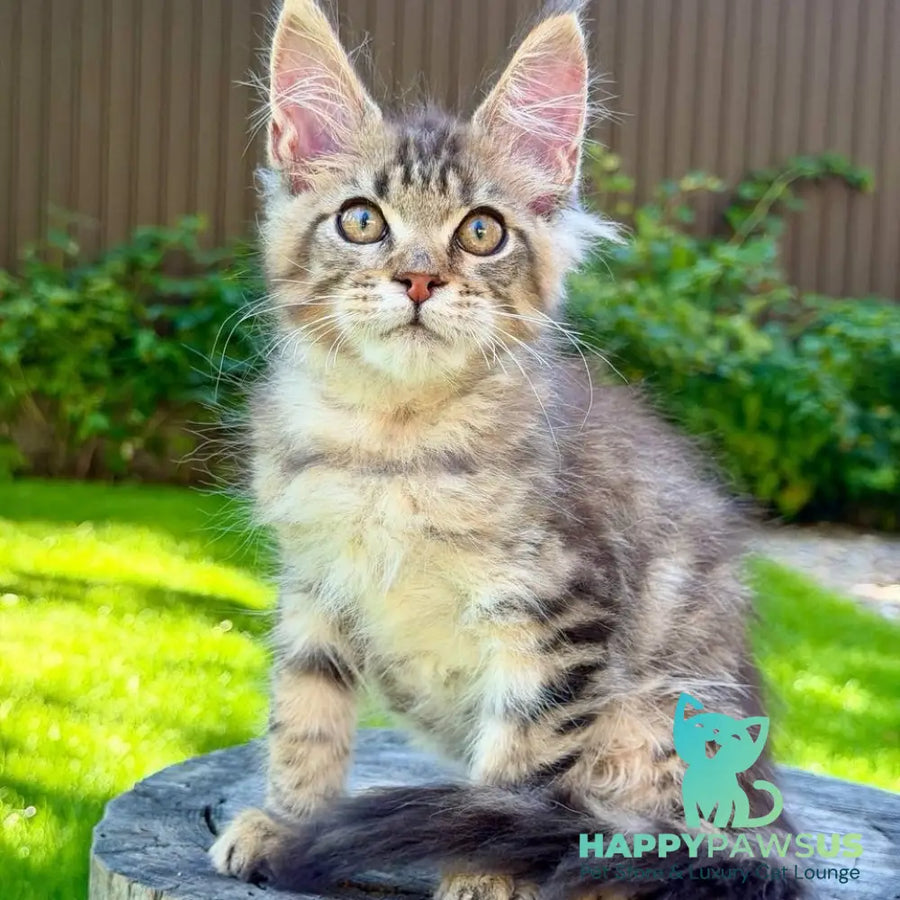 Noy Maine Coon male black spotted tabby - live animals