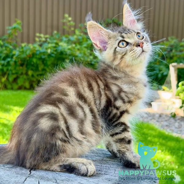 Noy Maine Coon male black spotted tabby - live animals