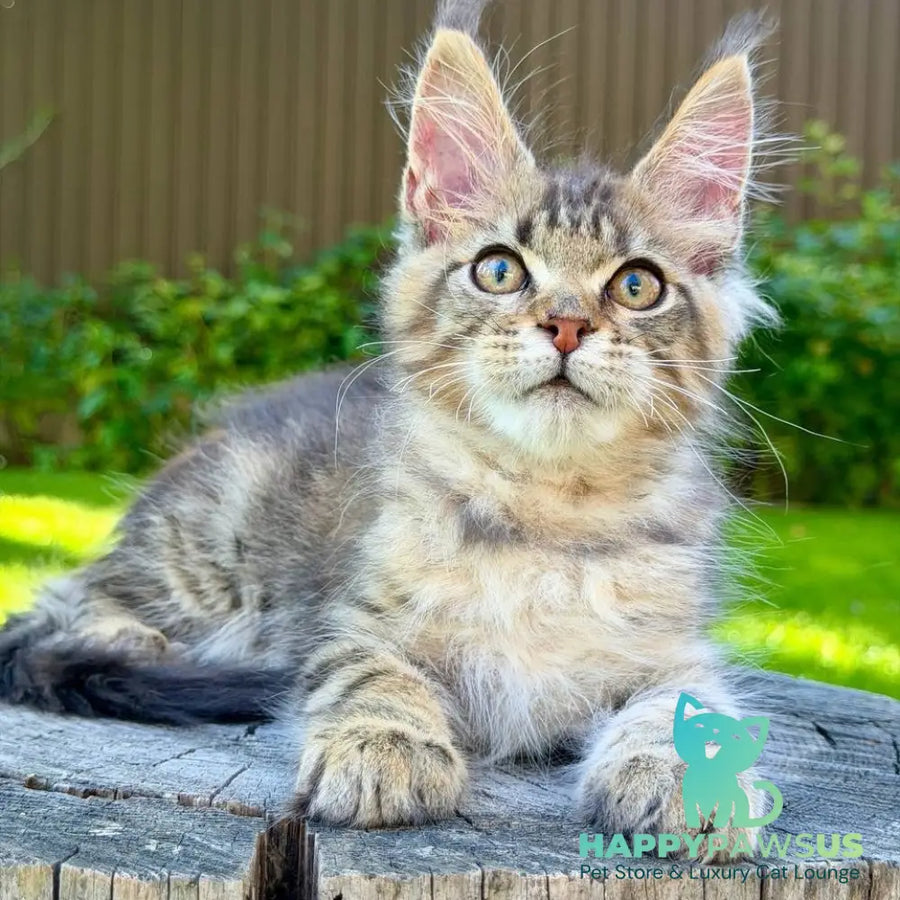 Noy Maine Coon male black spotted tabby - live animals