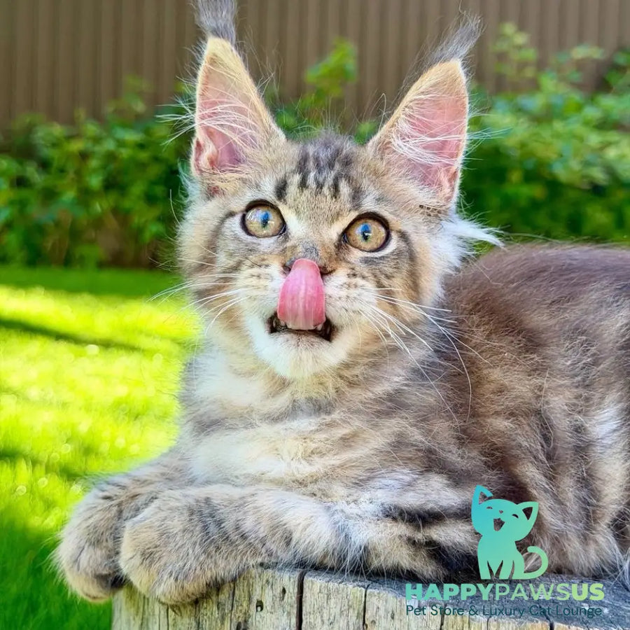 Noy Maine Coon male black spotted tabby - live animals