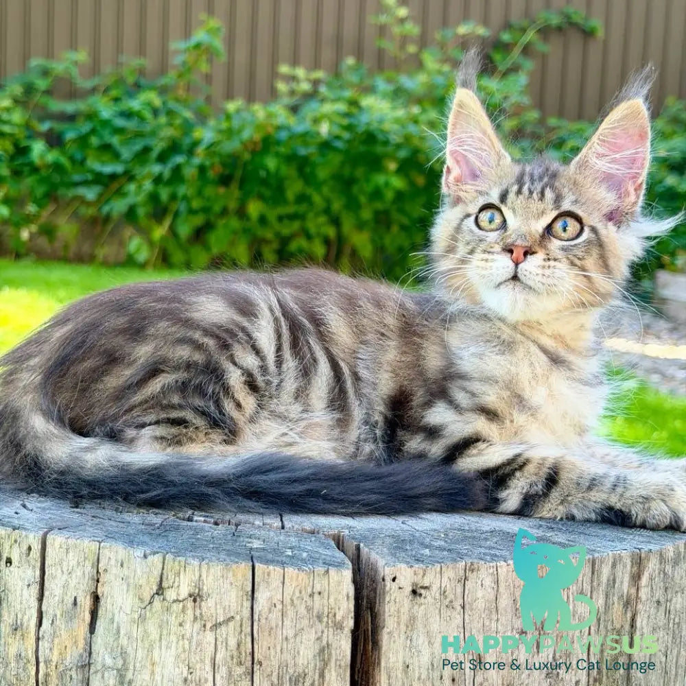 Noy Maine Coon male black spotted tabby - live animals