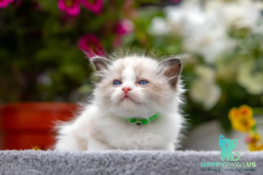 Noy Ragdoll male seal bicolour - live animals