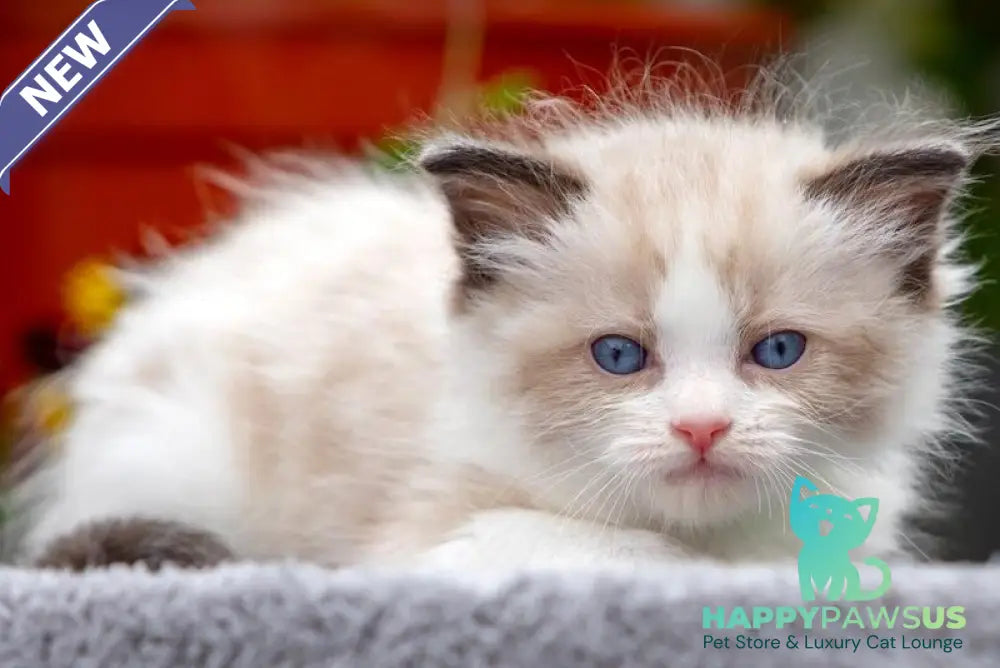 Noy Ragdoll male seal bicolour - live animals