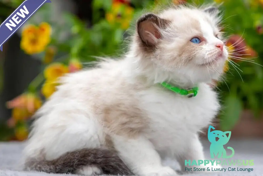 Noy Ragdoll male seal bicolour - live animals