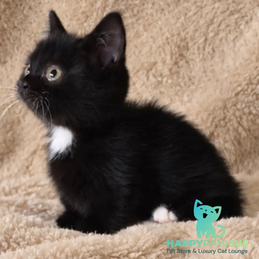 Nuar Munchkin male black with white - live animals