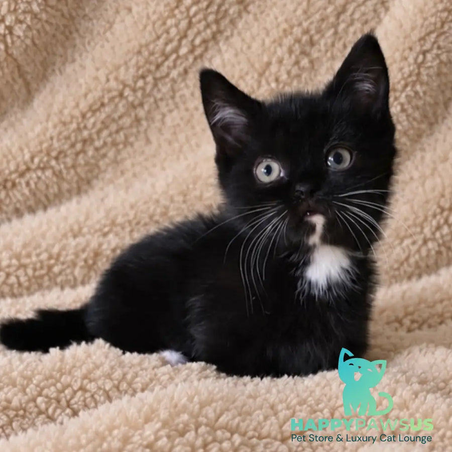 Nuar Munchkin male black with white - live animals