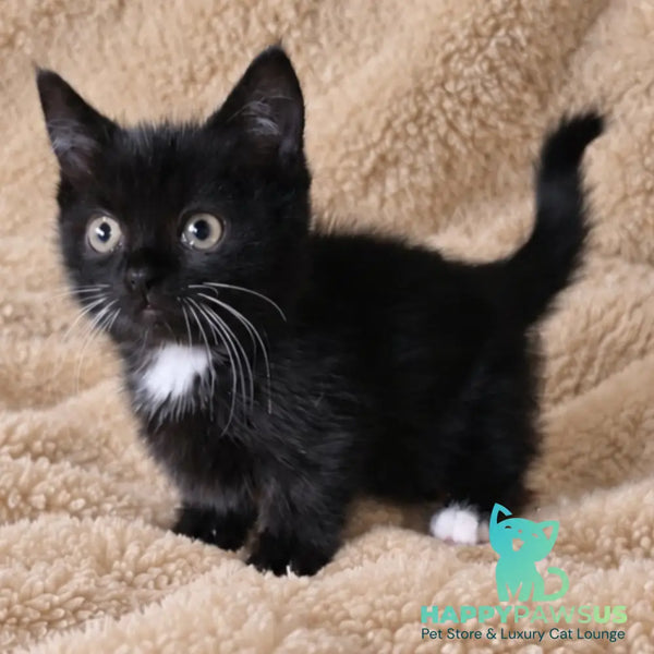 Nuar Munchkin male black with white - live animals