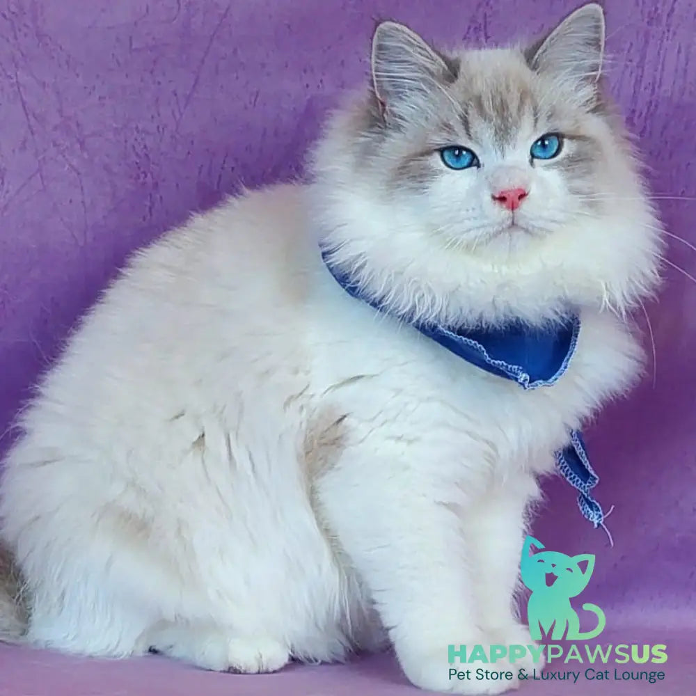 Nummarius Siberian male blue bicolour tabby pointed - live animals