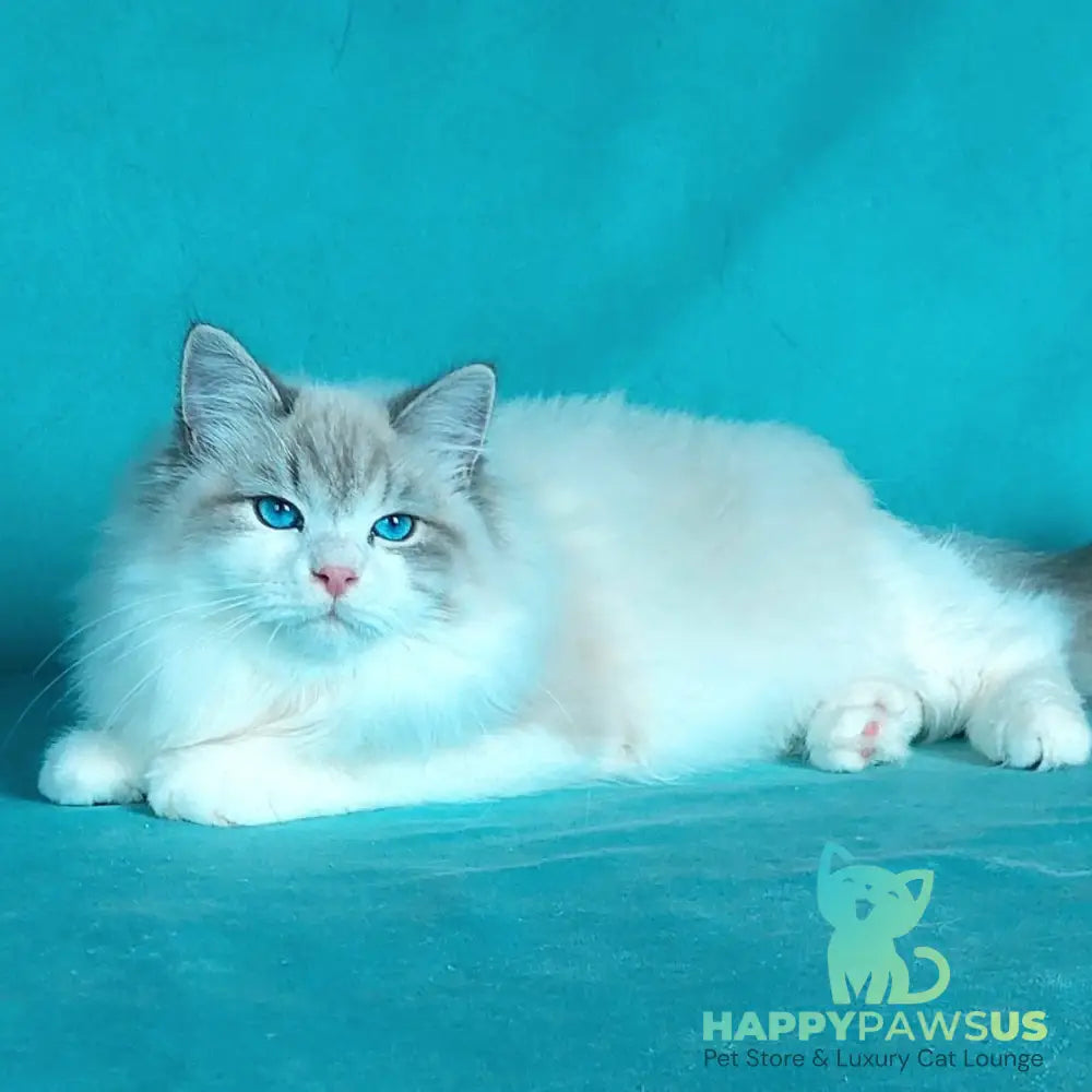Nummarius Siberian male blue bicolour tabby pointed - live animals