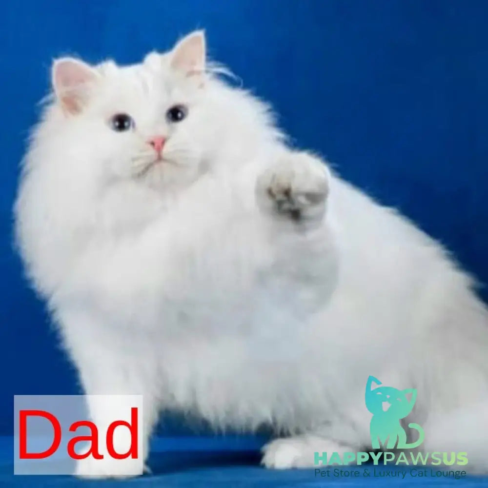 Nummarius Siberian male blue bicolour tabby pointed - live animals
