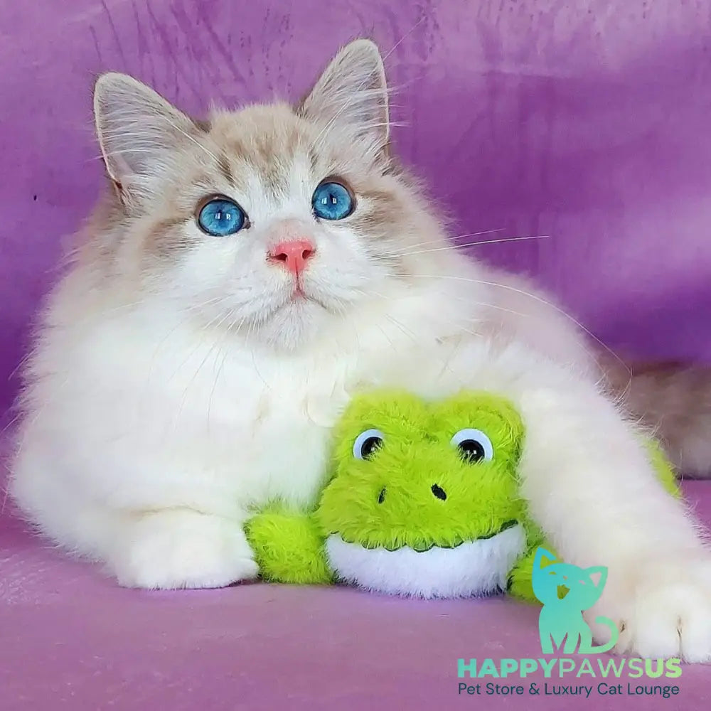 Nummarius Siberian male blue bicolour tabby pointed - live animals