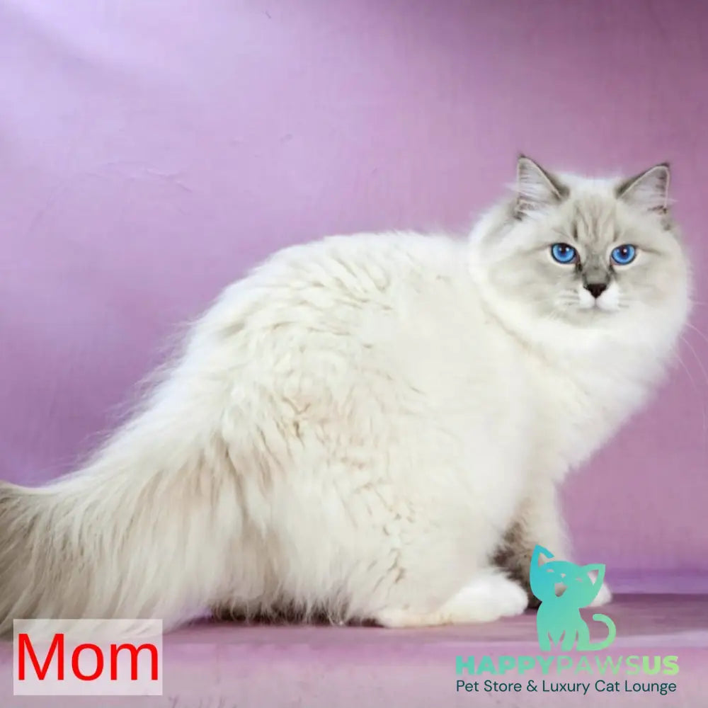 Nummarius Siberian male blue bicolour tabby pointed - live animals