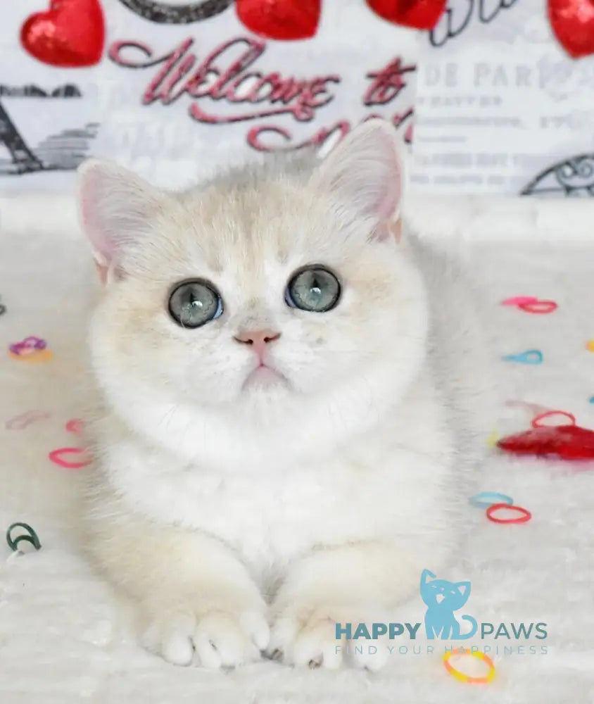 Nusha British Shorthair female blue golden shaded live animals
