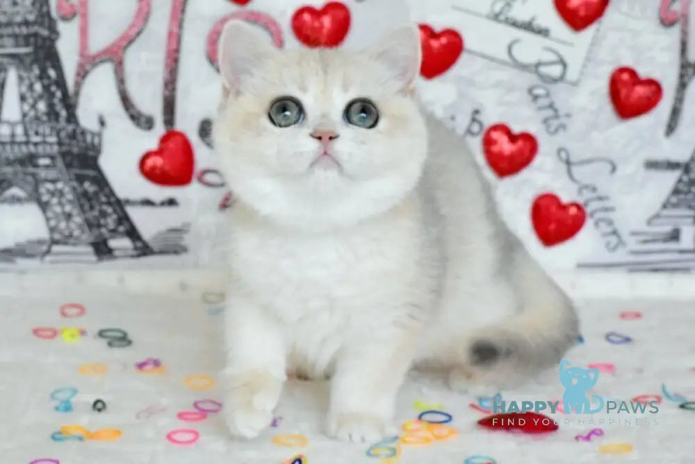 Nusha British Shorthair female blue golden shaded live animals