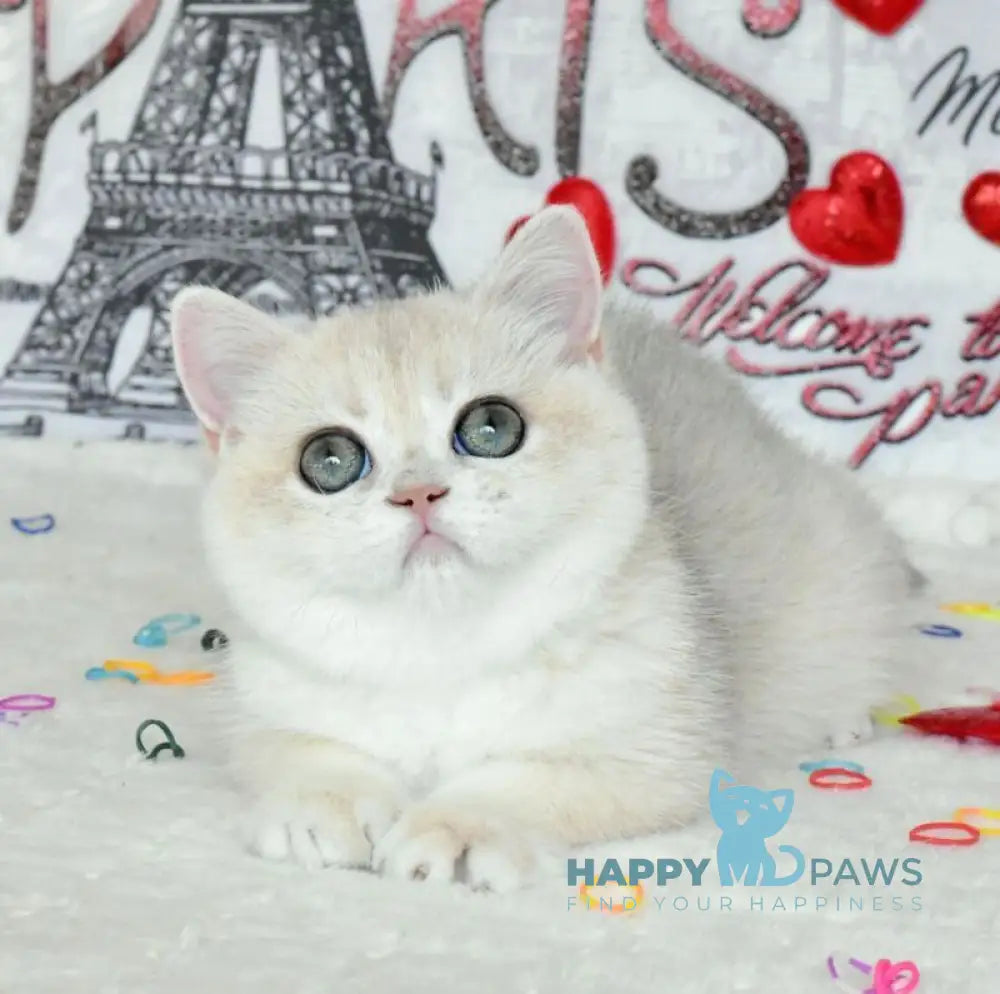 Nusha British Shorthair female blue golden shaded live animals