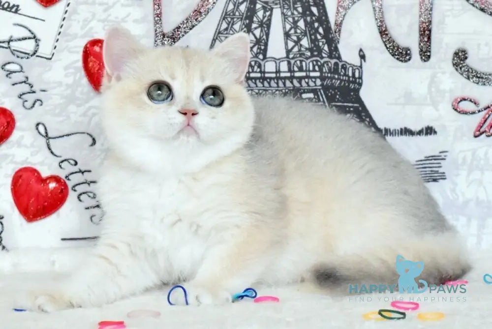 Nusha British Shorthair female blue golden shaded live animals
