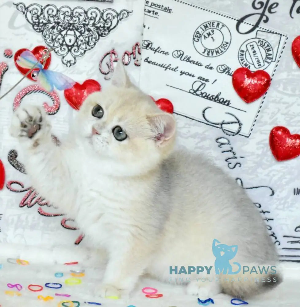 Nusha British Shorthair female blue golden shaded live animals