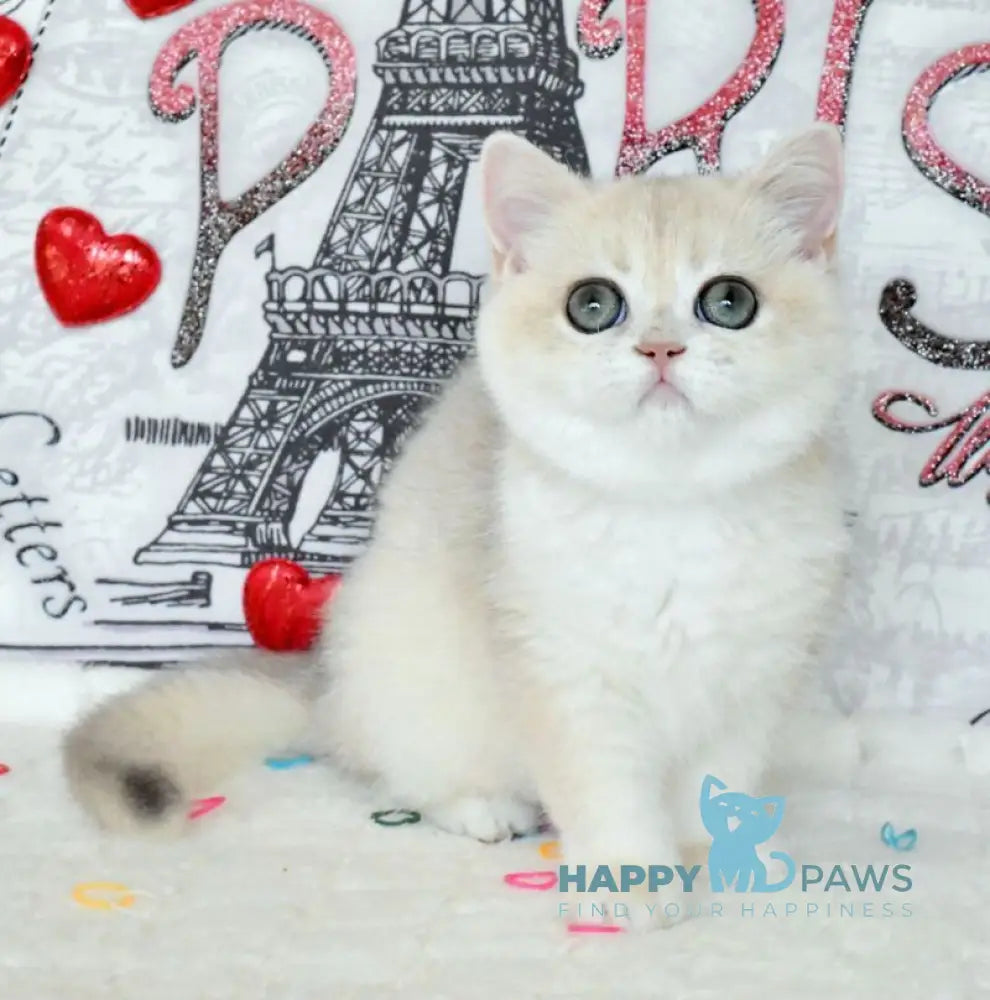 Nusha British Shorthair female blue golden shaded live animals