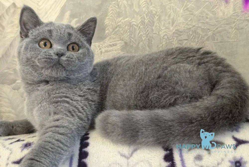 Nusha British Shorthair female blue - live animals