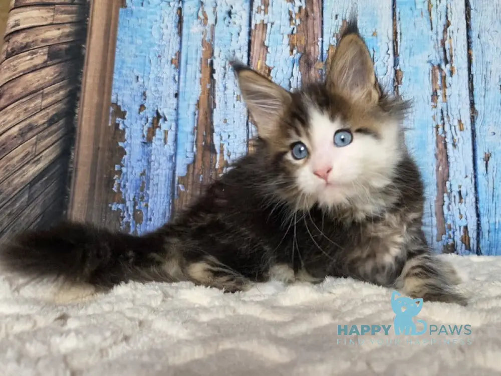 Nut Maine Coon male black tabby with white live animals