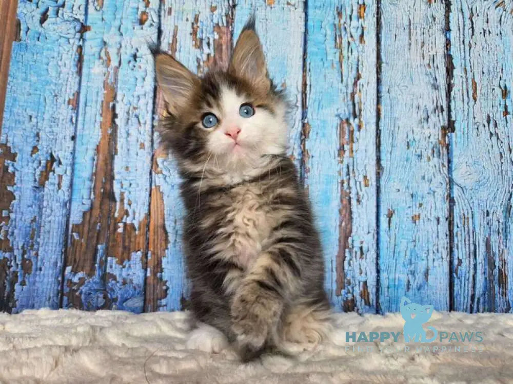 Nut Maine Coon male black tabby with white live animals