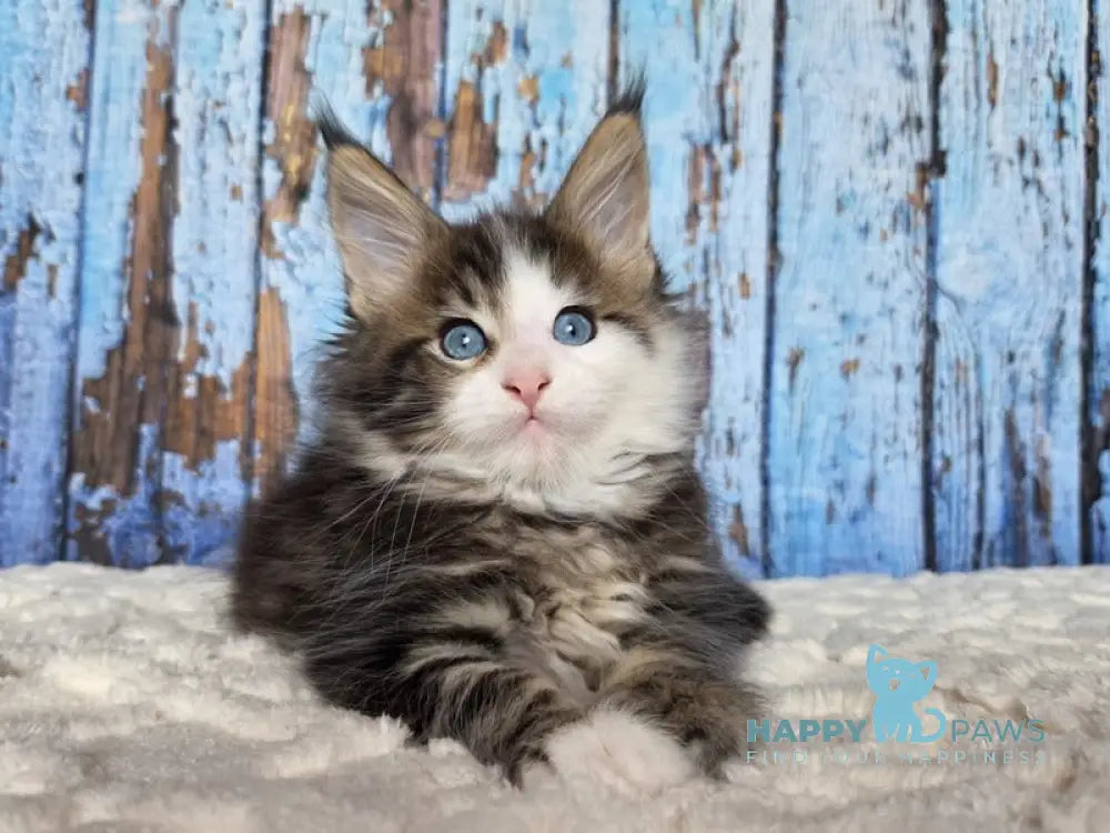 Nut Maine Coon male black tabby with white live animals