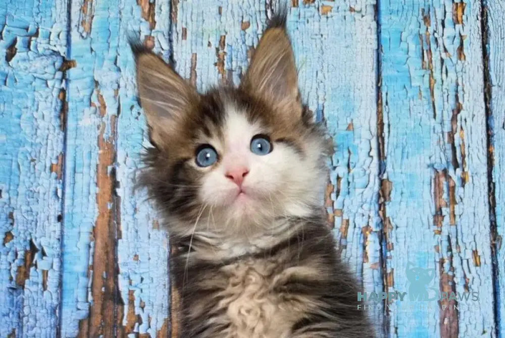 Nut Maine Coon male black tabby with white live animals