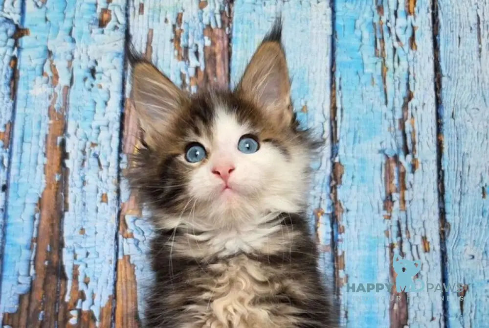 Nut Maine Coon male black tabby with white live animals