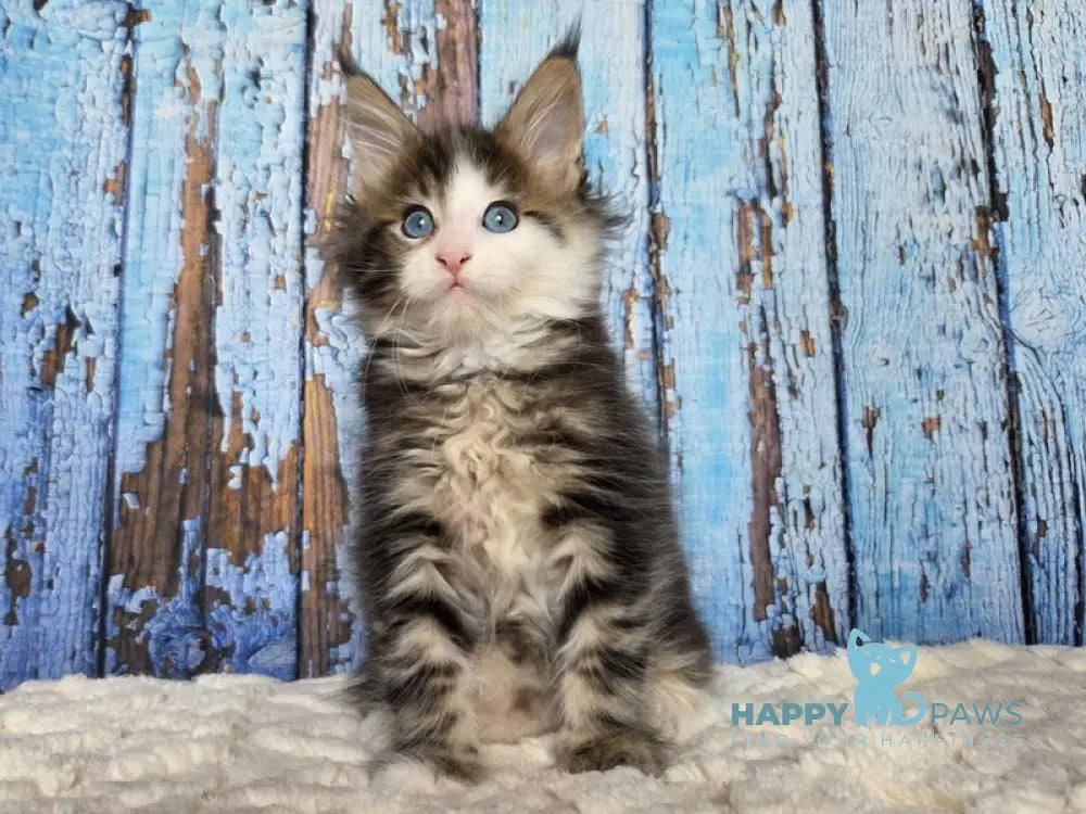 Nut Maine Coon male black tabby with white live animals