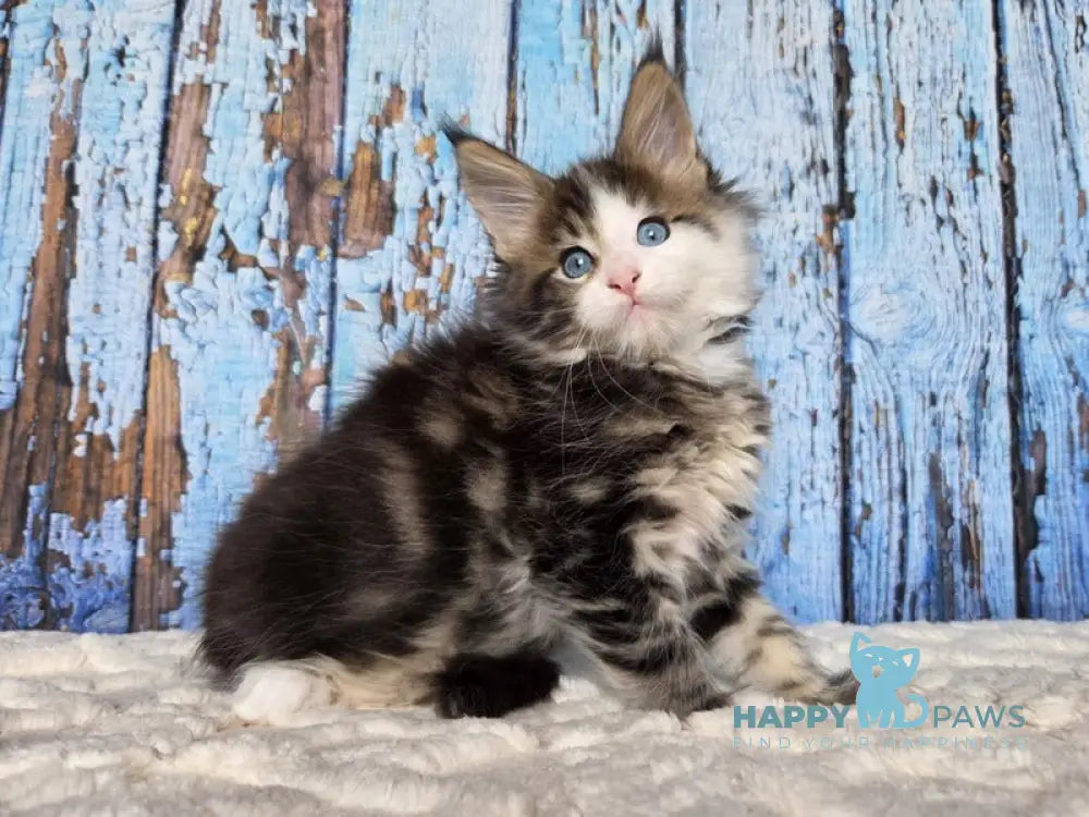 Nut Maine Coon male black tabby with white live animals