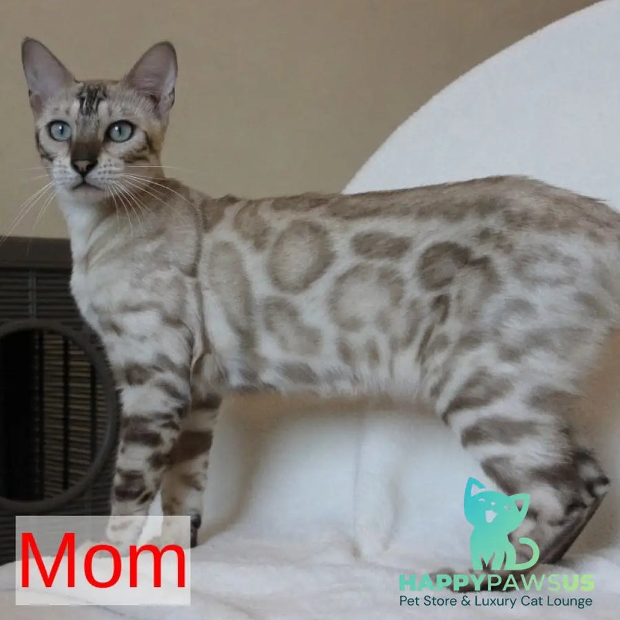 Nutela Bengal female black pointed spotted tabby - live animals