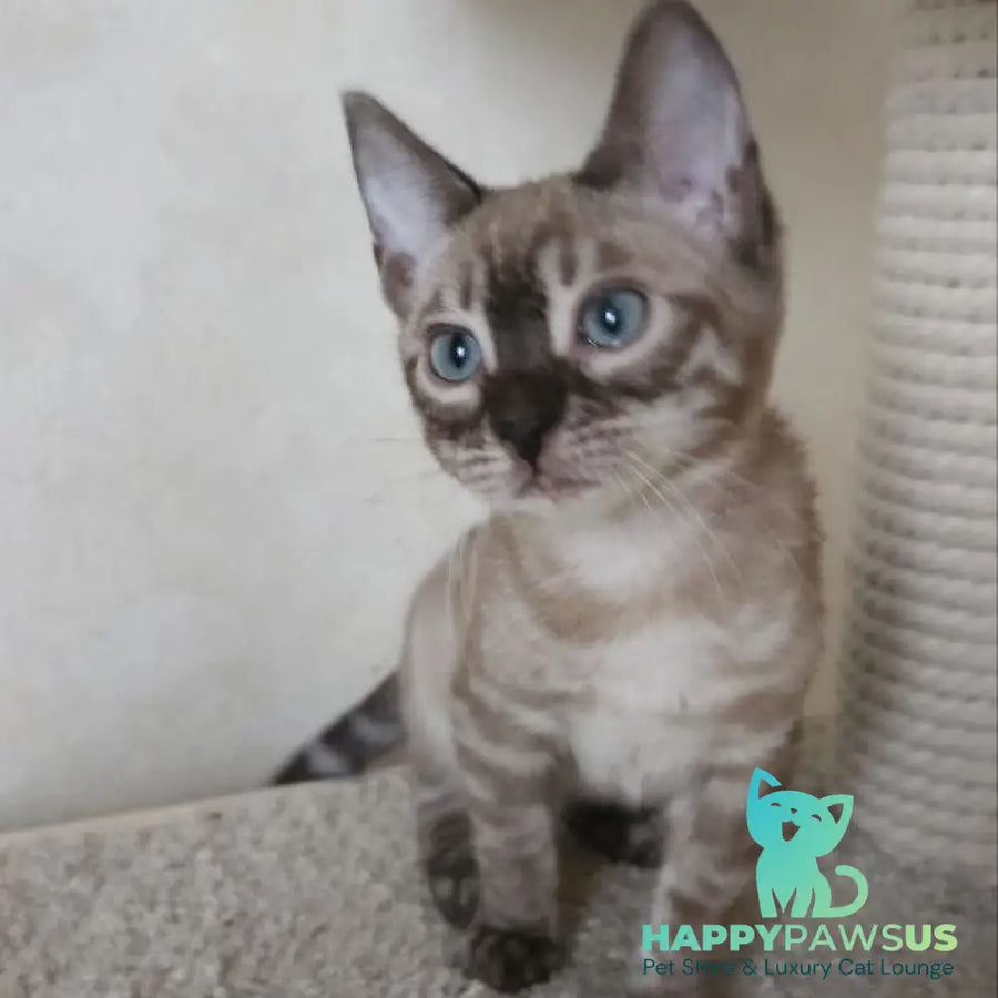 Nutela Bengal female black pointed spotted tabby - live animals