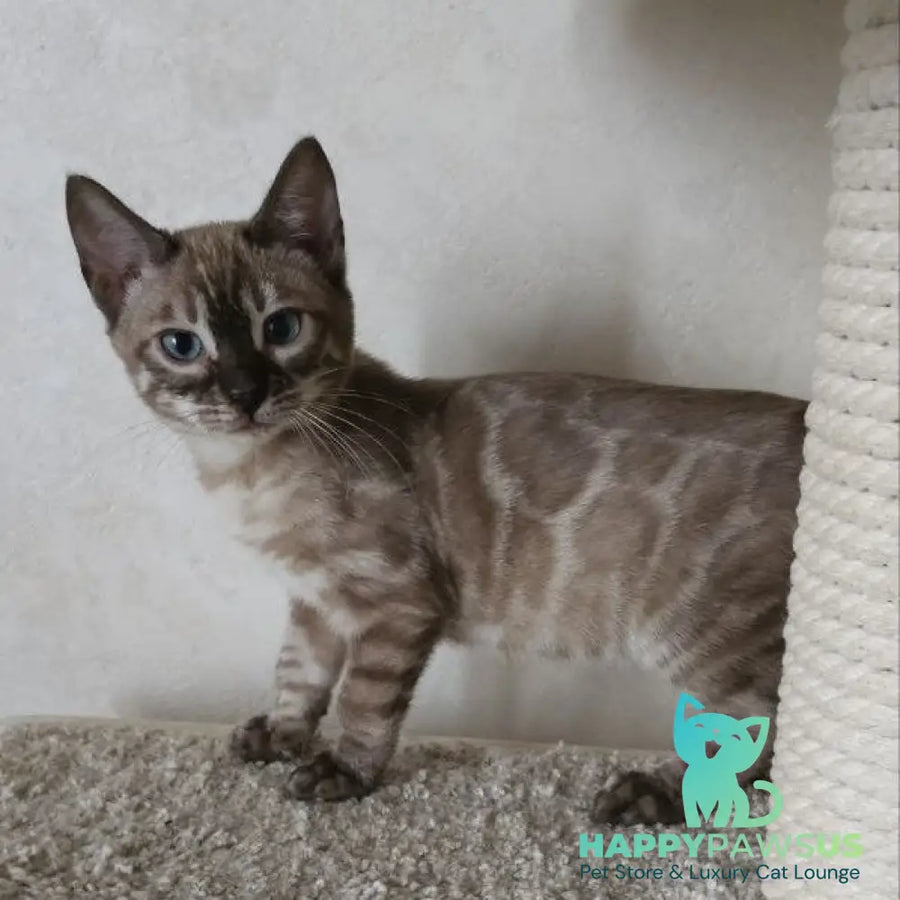 Nutela Bengal female black pointed spotted tabby - live animals