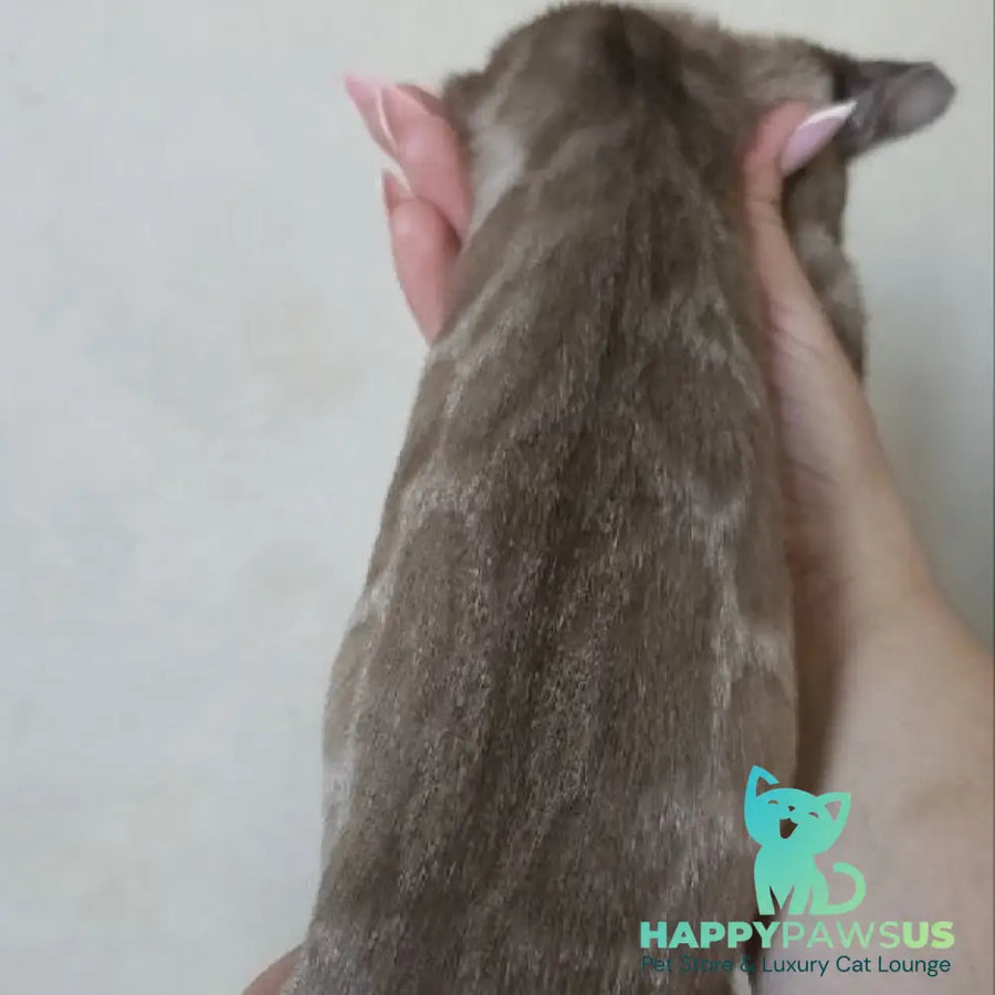 Nutela Bengal female black pointed spotted tabby - live animals