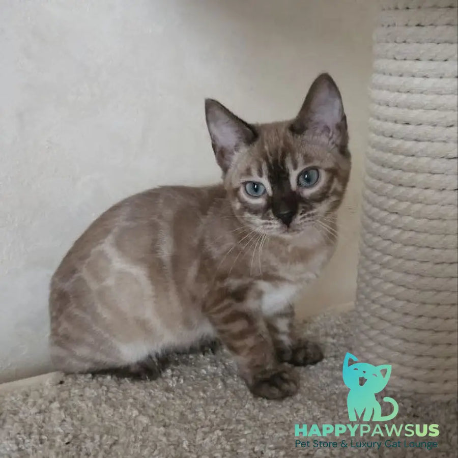 Nutela Bengal female black pointed spotted tabby - live animals