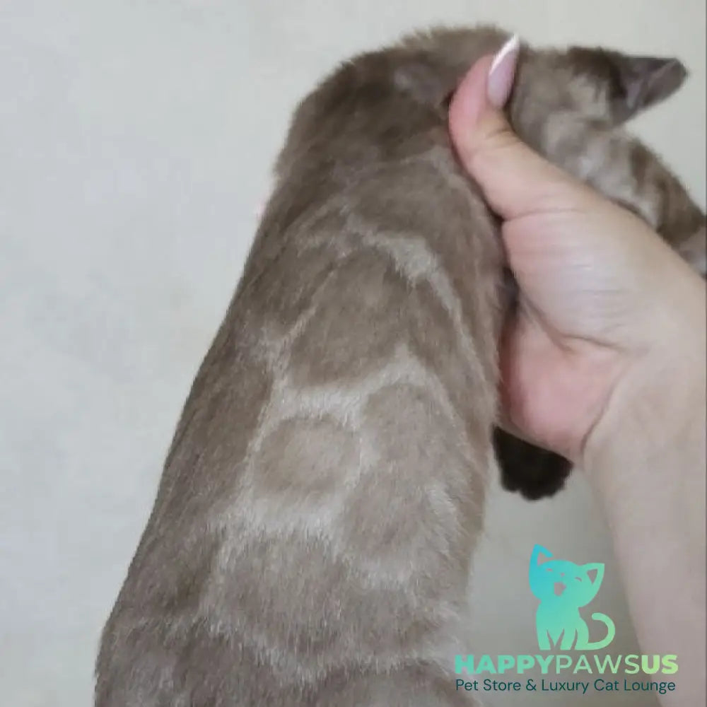 Nutela Bengal female black pointed spotted tabby - live animals