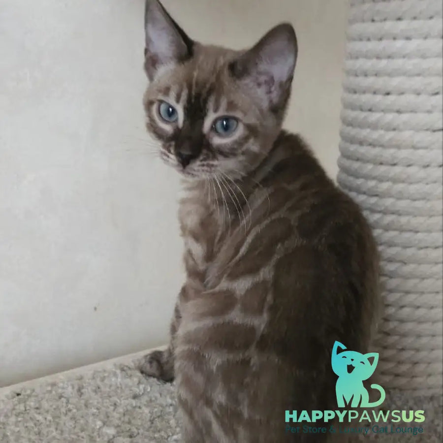 Nutela Bengal female black pointed spotted tabby - live animals