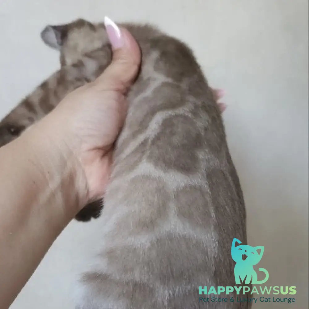 Nutela Bengal female black pointed spotted tabby - live animals
