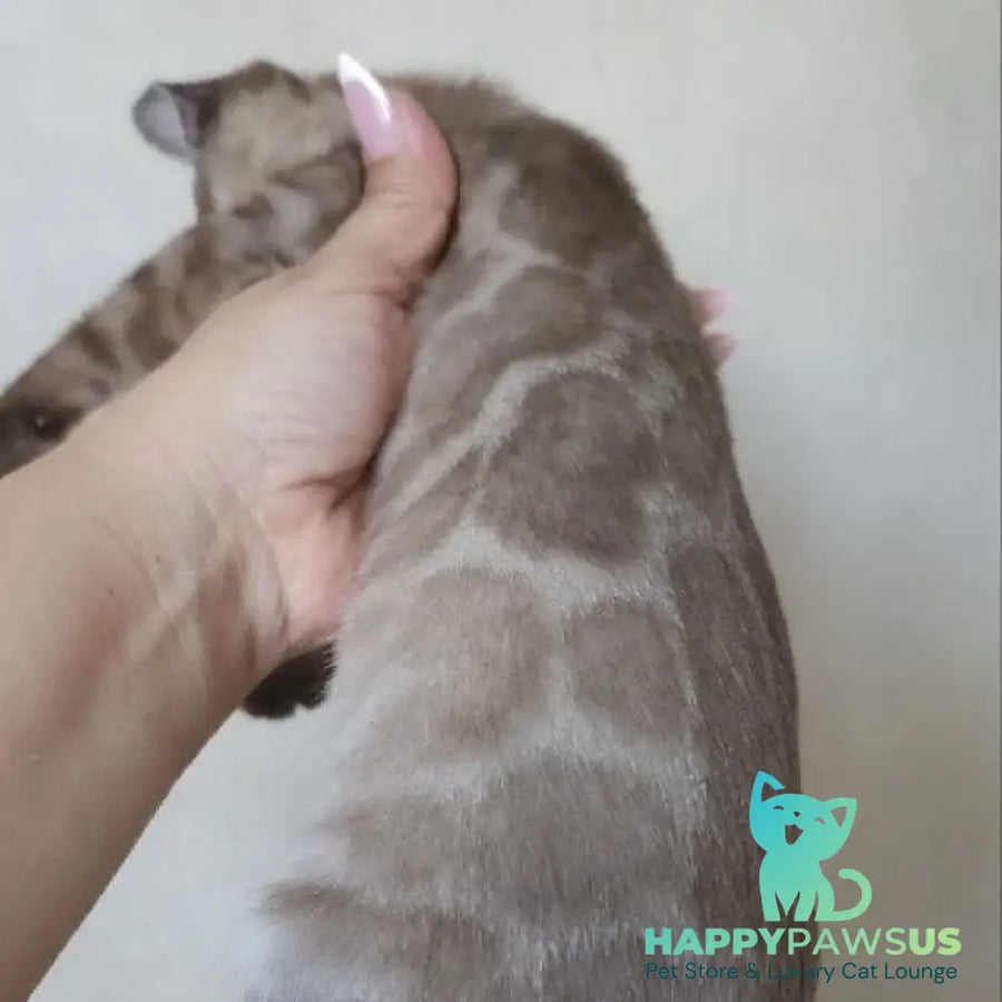 Nutela Bengal female black pointed spotted tabby - live animals