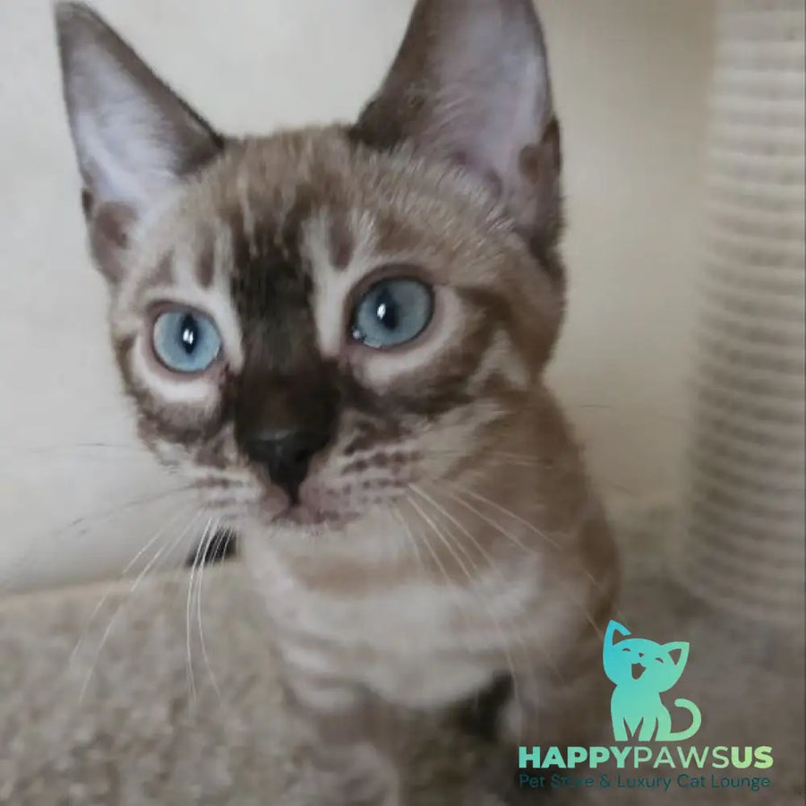Nutela Bengal female black pointed spotted tabby - live animals