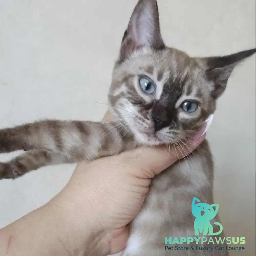 Nutela Bengal female black pointed spotted tabby - live animals