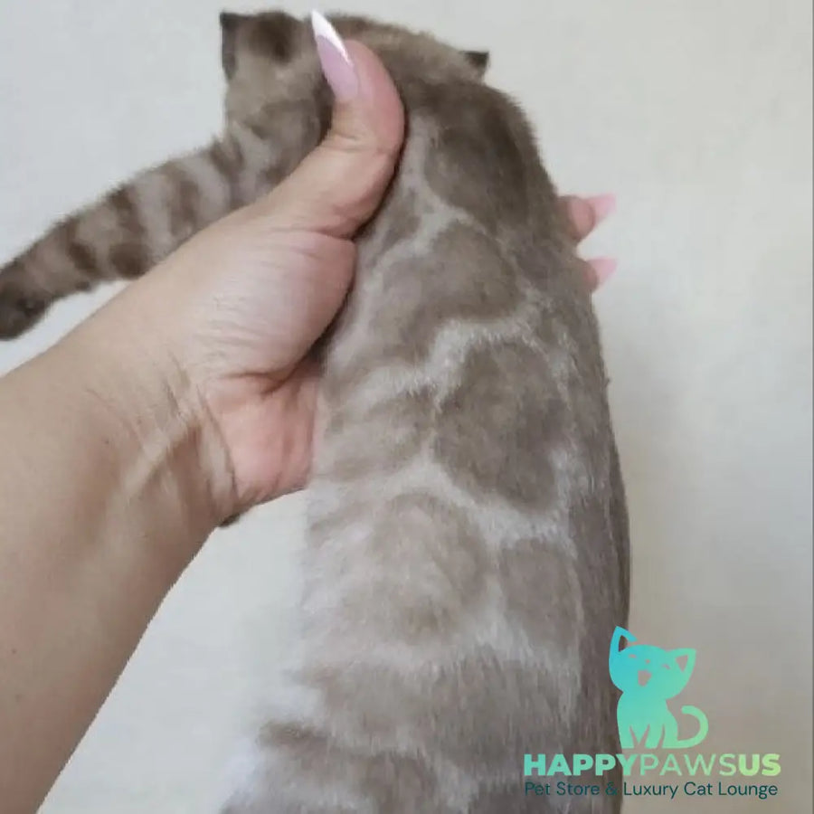 Nutela Bengal female black pointed spotted tabby - live animals