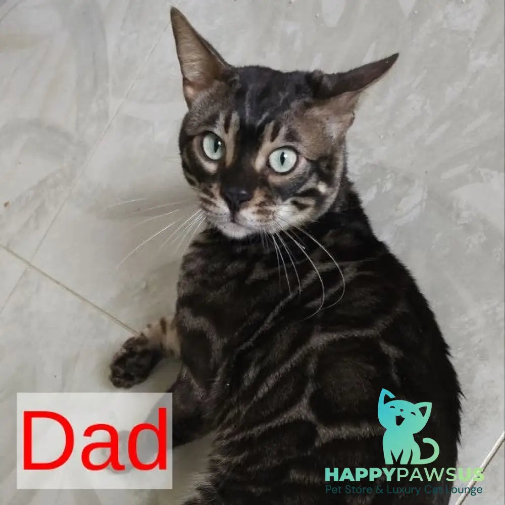 Nutela Bengal female black pointed spotted tabby - live animals