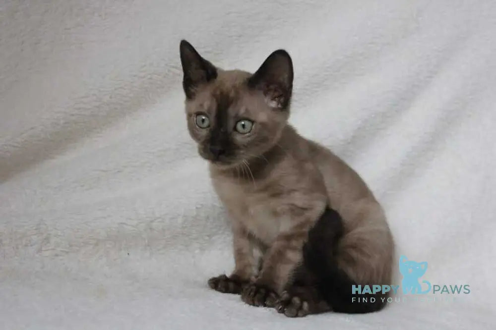 Nutella Bengal female black pointed live animals
