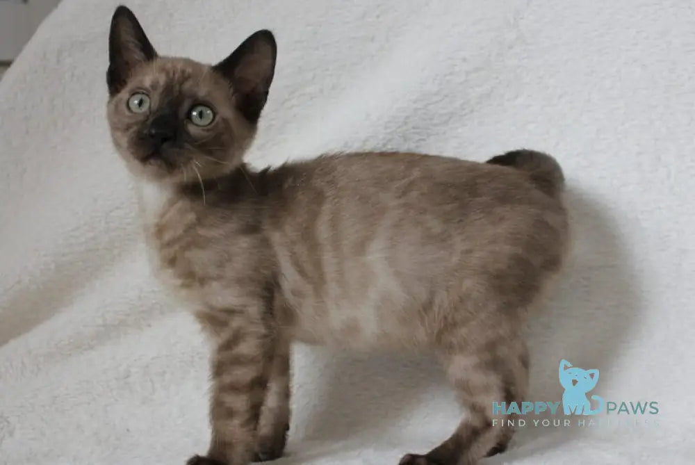 Nutella Bengal female black pointed live animals