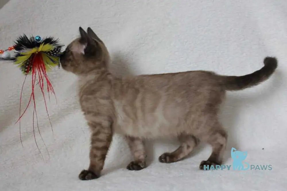 Nutella Bengal female black pointed live animals